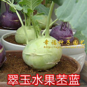 【翠玉水果苤蓝种子】苤兰佩兰种子 春秋播 脆甜多汁芥菜疙瘩撇蓝