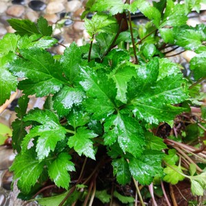 红艾鸭脚艾广东艾甜菜甜艾珍珠菜白花蒿鸭脚菜可食用多年生长盆栽