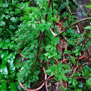 五叶神绿植苗盆栽家养爬藤植物带土五叶参七叶胆七叶绞股蓝可食用
