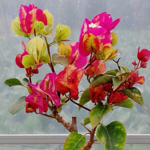 印度画报三角梅现剪扦插枝条 杆粗1.5-2.5厘米长25厘米一份12根