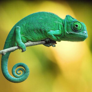 装饰画 贴图壁纸海报变色龙动物精美贴画图片 防水自贴海报开爱画