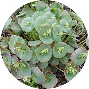 冬马齿苋 穿叶春美草 蔬菜沙拉香草 趣味小植物 庭院阳台花园
