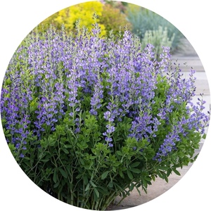 蓝色赝靛花 澳洲蓝豆 耐热耐寒 庭院花园花卉植物 10cm盆栽苗