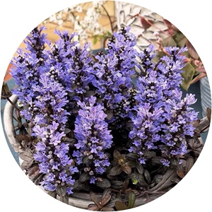 姬十二单筋骨草巧克力片 耐寒耐热 岩石园 阳台花园植物有花苞