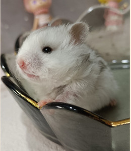 90sdrgteg淘宝仓鼠活物疫苗宠物珍珠熊仔布丁三线紫仓银狐金丝奶牛