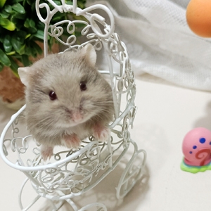 一线仓鼠紫罗兰米黄巧克力仓鼠宠物活物