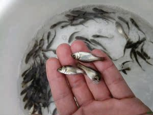 3~4公分活体淡水养殖海鲈鱼苗七星鲈鱼苗特种钓鱼苗观赏包邮