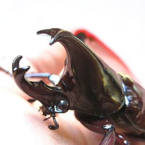 姬兜甲虫非独角仙宠物成虫兜虫爬虫巨型超大个体兜虫花金龟活体