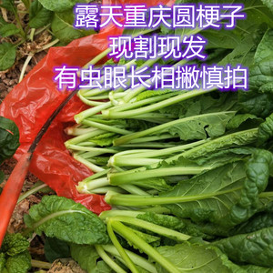 重庆露天青菜元根子圆梗子时令蔬菜5斤现割现发新鲜农家肥包邮