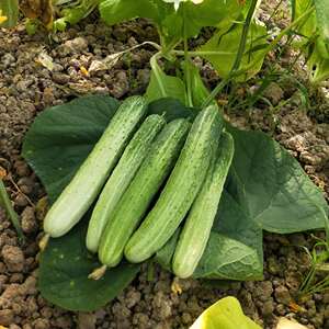 重庆农家自种本地新鲜黄瓜现摘现发5斤包邮带刺鲜嫩带蒂发货青瓜