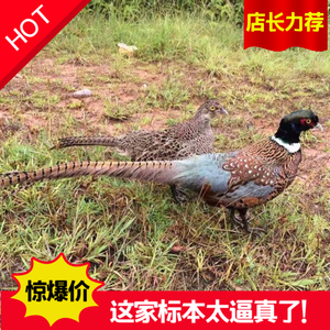 野鸡标本标本