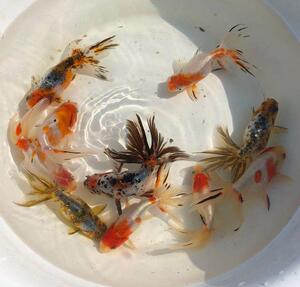 金鱼活体 五花丹凤球 樱花丹凤球 视频选鱼