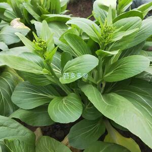 白菜苔种子早熟多次采收侧苔多萌发快青梗油亮宁夏菜心菜苔蔬菜种