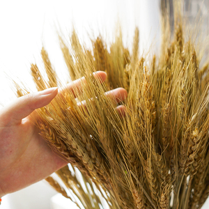 小麦干花麦穗艺术装饰