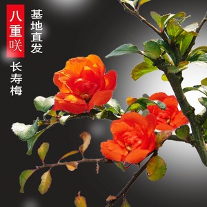日本八重咲重瓣长寿梅盆景皱叶白花红花一号黑长寿原生小苗进口二