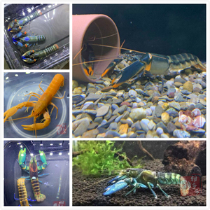 观赏虾蓝月巨手蓝金刚印尼粉红珊瑚螯虾龙虾活体淡水宠物虾实拍图