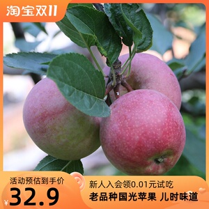 老品种国光苹果新鲜 酸甜可口老树种植小国光苹果水果 密农人家