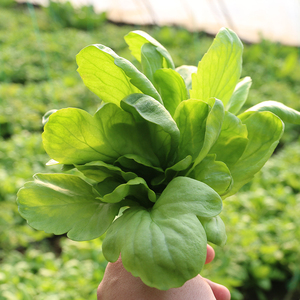 密农人家大叶茼蒿新鲜蔬菜口感柔嫩茼蒿当天采摘300g