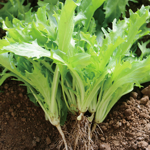 密农人家 新鲜采摘 鲜嫩苦菊 苦叶苦苣沙拉菜 狗芽菜300g新鲜蔬菜