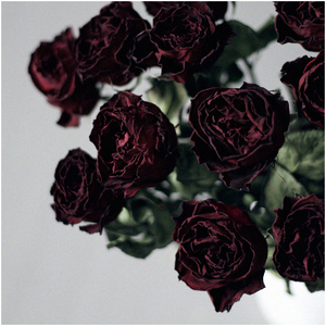 wooken精品红黑玫瑰干花束大花苞真花生日礼物情人节浪漫拍摄家居