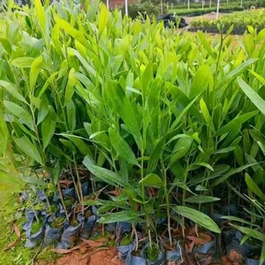 幸福居地板淘宝二手纯实木地板大叶相思木 素板纹理大气 欧美风格