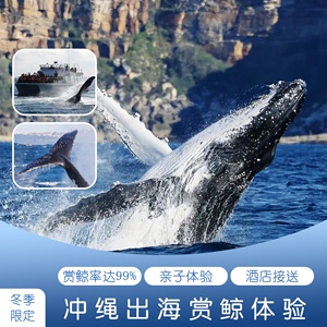 日本旅游 冬日限定 冲绳观鲸赏鲸 那霸北谷美国村出海赏鲸体验