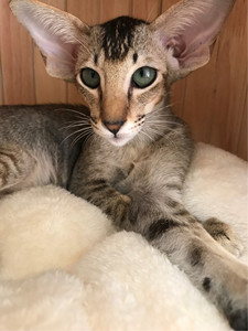 东方短毛猫 东短 小糊涂的东方短毛猫