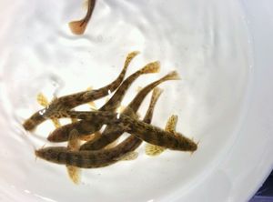 东北须鳅松花江野生鱼,不是泥鳅呀,少见.这个季节满卵,6元一