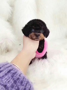 铁包金泰迪