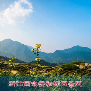 [云和梯田-大门票 云顶玻璃观景塔 观云索道全程票]丽水云和梯田门票