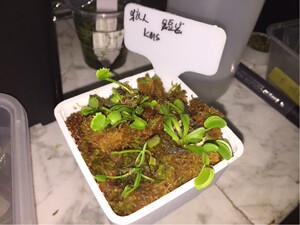 kms旋律鲨鱼捕蝇草 短齿捕蝇草