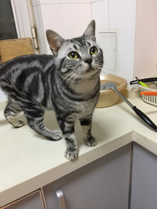 美短 银虎斑 公猫配种 品相自观