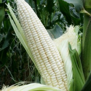 生玉米粒新鲜农家