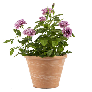 进口帝罗马带边高圆花盆红陶土透气透水耐低温阳台花卉盆栽种植