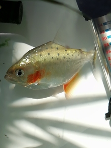 红钻水虎