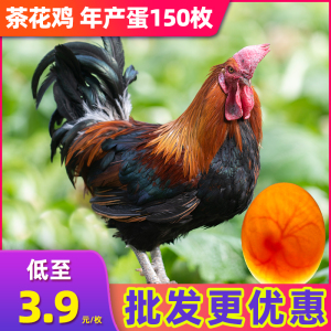 纯种云南茶花鸡种蛋受精蛋可孵化种蛋观赏珍禽土鸡蛋受精蛋可孵化
