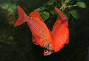 【石美人热带鱼】石美人热带鱼品牌,价格 - 阿里巴巴