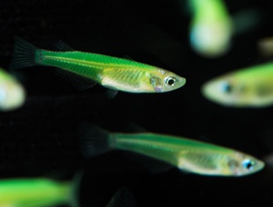 小型热带观赏鱼绿夜明珠鱼莹光鱼亮丽绿色活体淡水鱼活泼群游