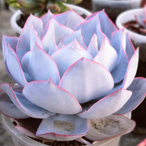 广寒宫多肉老桩