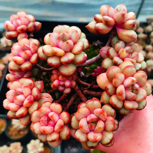 多肉植物红葡萄