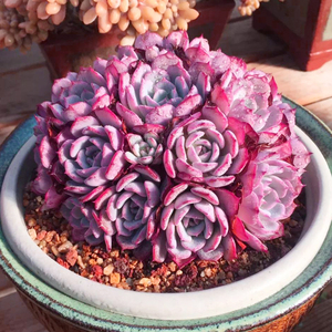 大盆多头粉色劳伦斯老桩稀有办公桌多肉植物室内盆栽花卉窗台防辐