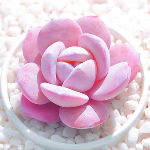 精美嫩粉色雪莲/新手容易办公桌多肉植物室内盆栽阳台花卉防辐射