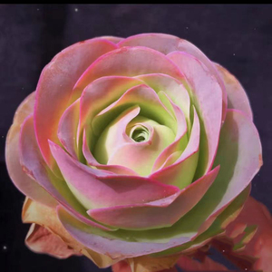 山地玫瑰粉耶罗桃子状趣味办公桌多肉植物室内花卉盆栽阳台防辐射