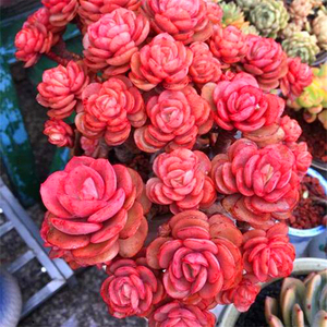 多头大老桩秀妍/粉色老杆子/趣味多肉植物室内盆栽阳台防辐射