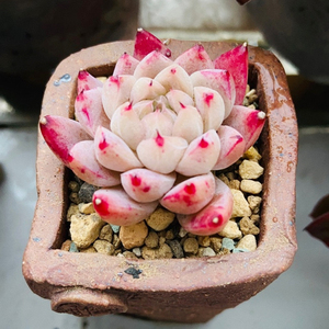 进口多肉植物如梦令/粉色精美小单桩/趣味肉肉花卉盆栽窗台防辐射