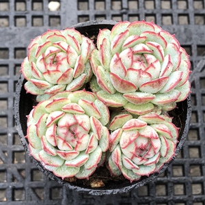 802人付款淘宝小红船多肉小红衣杂 一物一拍 安景花园yzhong_fly8.