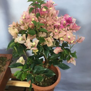 末代皇后绿叶子勒杜鹃三角梅室内外爬藤带小勤四季开观花卉苗盆栽