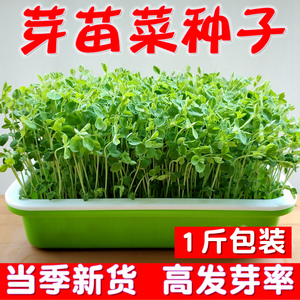 农家豌豆粒黄豆绿豆芽苗菜豆苗豆芽菜苜蓿萝卜空心菜油葵种籽