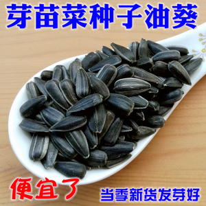 当季新货黑珍珠油葵种子5斤 芽苗菜种籽小瓜子水培蔬菜葵花苗发芽