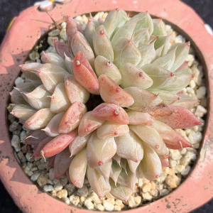 银河系冰雪奇缘龙纹章多肉植物 一物一拍暗纹群生肉肉花卉绿植